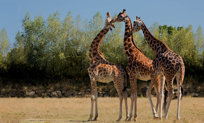 Branféré-Girafes-HD©N-Florentin.jpg